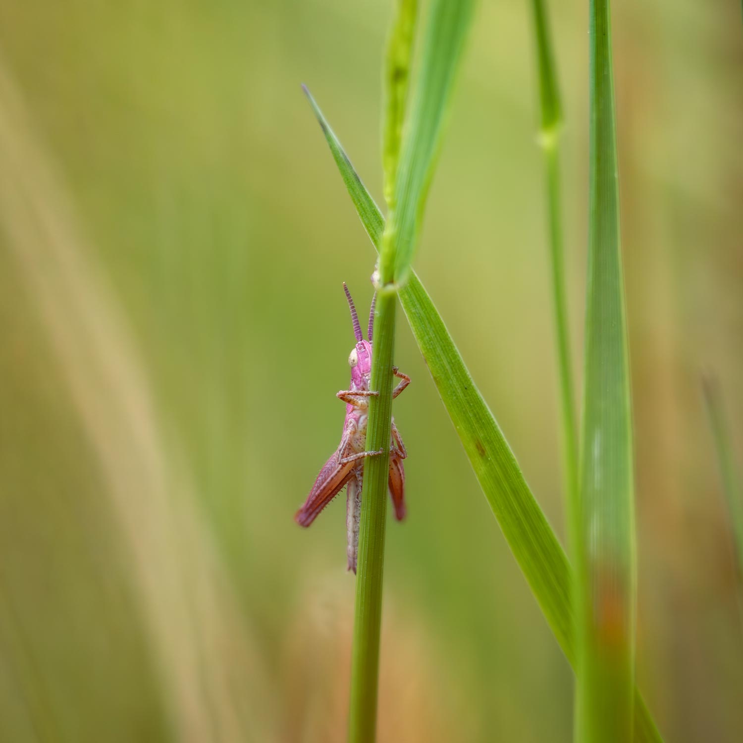 Pink Meadow Grasshopper