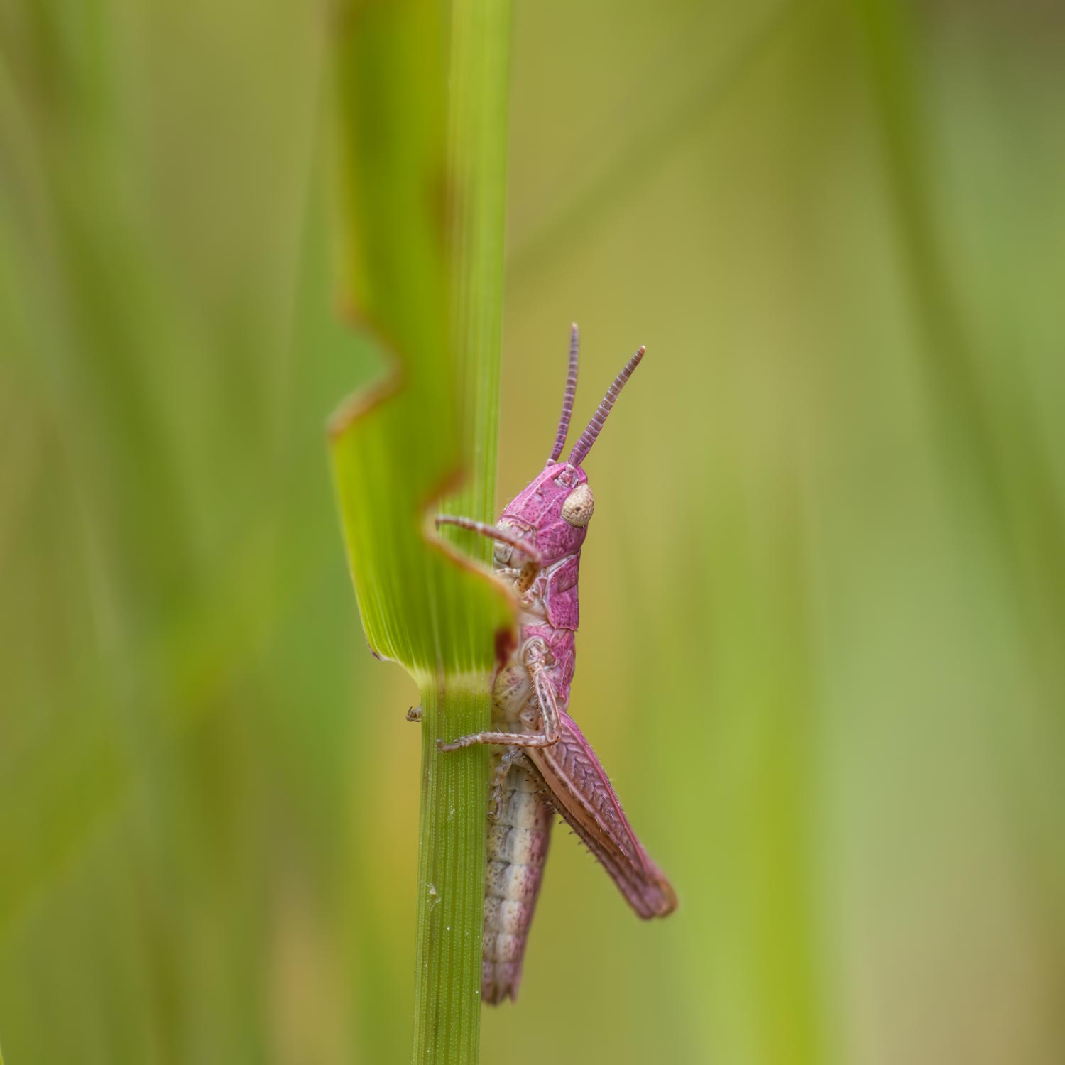 Pink Meadow Grasshopper