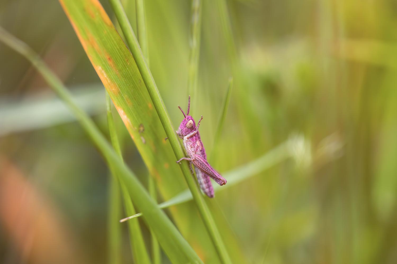 Pink Meadow Grasshopper